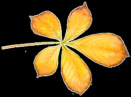 秋天掉落的一片落叶矢量素材