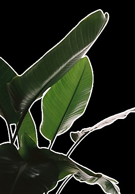 逼真水彩画透明装饰素材