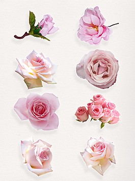 手绘粉色玫瑰卡通透明装饰合集