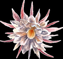 手绘卡通雪莲花png透明素材