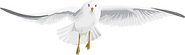 手绘卡通白鸽美图png