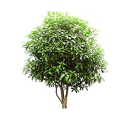 绿色景观植物树木免扣素材