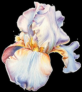 手绘水彩鲜花png透明素材