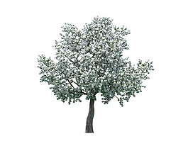 绿色园林景观树木png元素