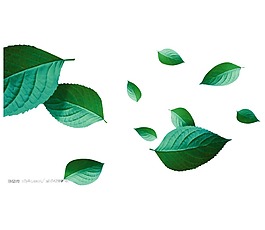 绿色茶树叶子漂浮素材png元素
