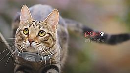 猫奴必备给你最适合的Paw宠物防丢失设计~