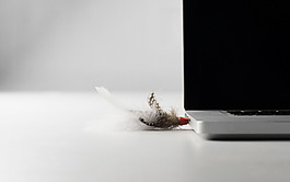 鸡毛毽子usb素材