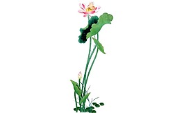 唯美粉色荷花元素