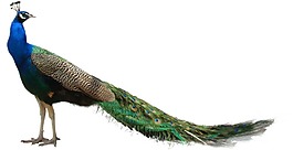 彩色羽毛孔雀png元素