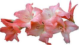粉色梧桐花png元素