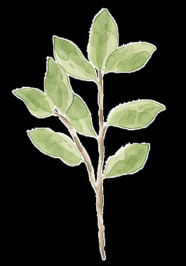 创意树枝设计装饰素材