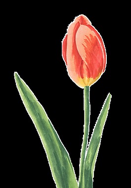 手绘花卉装饰素材