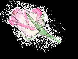 玫瑰花装饰素材