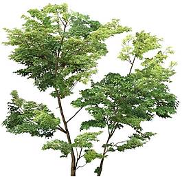 绿色园林景观植物树木png元素