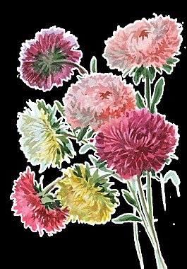 古典文雅写实手绘菊花