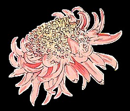 美丽粉色手绘菊花装饰元素