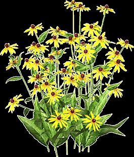 清新亮眼黄色手绘菊花装饰元素