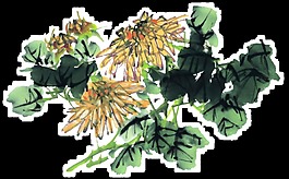 古风深色花枝手绘菊花装饰元素