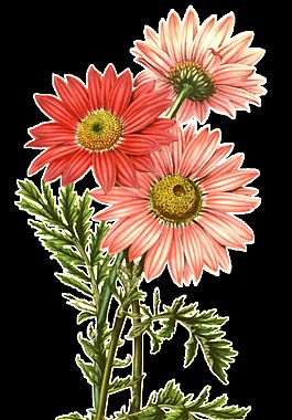 清新美丽粉手绘菊花装饰元素