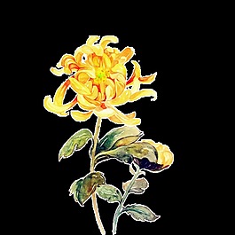 明亮美丽手绘菊花装饰元素