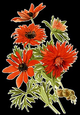 精致盛开橙色花朵手绘菊花装饰元素