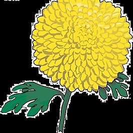 生机手绘菊花装饰元素