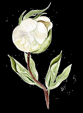 手绘一朵棉花透明素材png