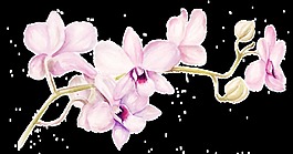 莫氏兰花卉透明素材png