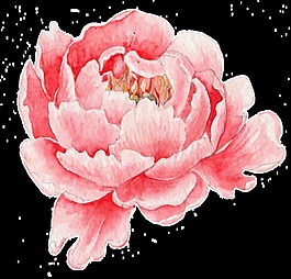 粉色月季花透明素材png