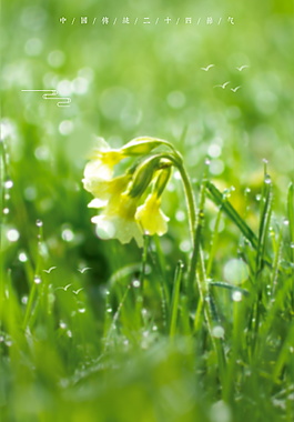 绿色精美植物立春海报背景设计