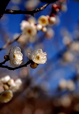 美丽花卉立春节气海报背景设计