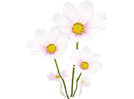 卡通白色鲜花png元素