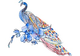 卡通彩色羽毛孔雀png元素