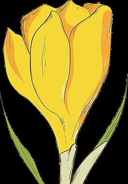 一朵含苞待放的黄色花透明花朵素材