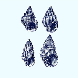 设计元素手绘彩色渐变海螺插画手绘贝壳手绘海螺贝壳元素手绘贝壳海鲜