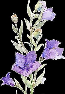 紫色告白浪漫花枝元素