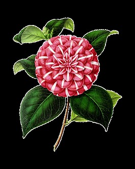 创意高清华丽复古彩绘花朵