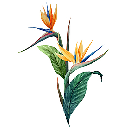 水彩绘天堂鸟插画