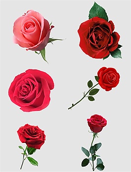 玫瑰花鲜花免扣PNG花朵素材