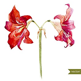 唯美水彩绘君子兰插画