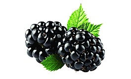 水果蓝莓png元素