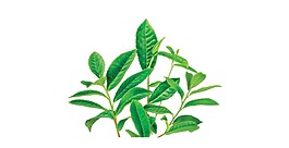 清醒绿色叶子png元素