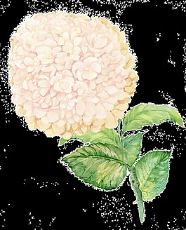 一颗米黄色绣球花PNG透明素材