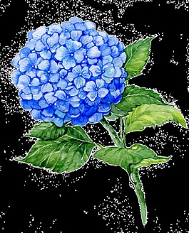 一颗蓝色绣球花PNG透明素材