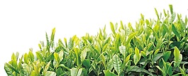 绿色小草绿叶png元素
