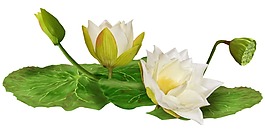 卡通白色莲花荷叶png元素
