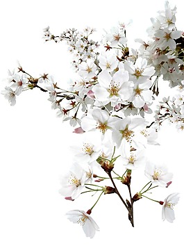 白色花朵花枝png元素