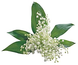 清新茉莉花png元素