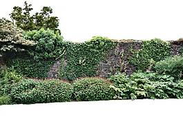 围墙绿色植物png元素