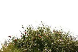 高山杂草png元素